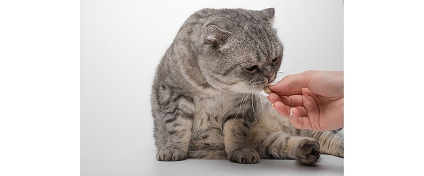 Cat Healthcare and Supplements